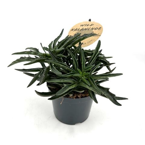 Kalanchoe laciniata