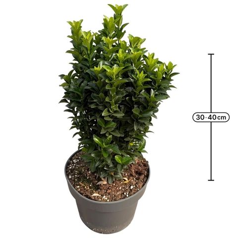 Euonymus japonicus 'Green Spire'