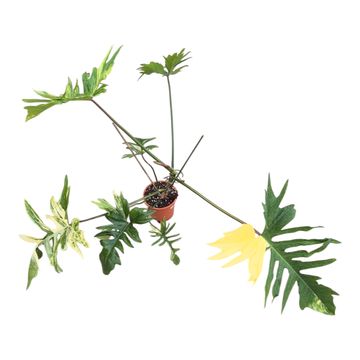 Philodendron 'Kitina'