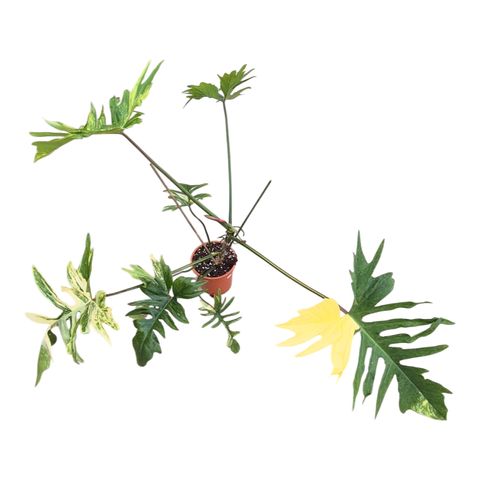 Philodendron 'Kitina'