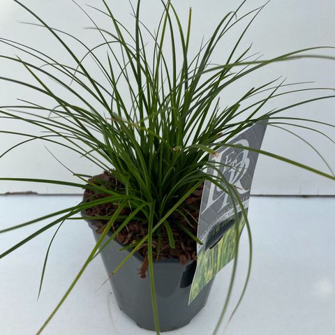 Carex brunnea 'Magic Green'