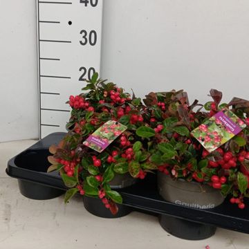 Gaultheria procumbens