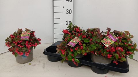 Gaultheria procumbens