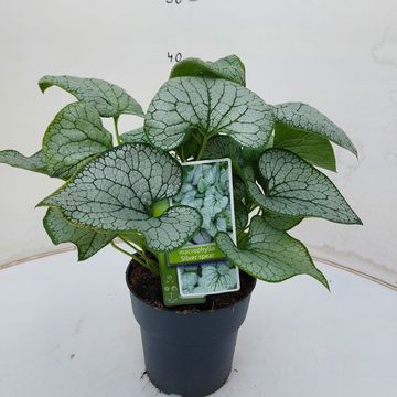 Brunnera macrophylla 'Silver Spear'