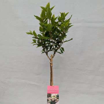Hydrangea paniculata GARDENLIGHTS MIX