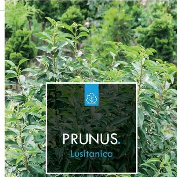 Prunus lusitanica 'Ангустифолия'