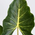 Alocasia 'New Guinea Gold'