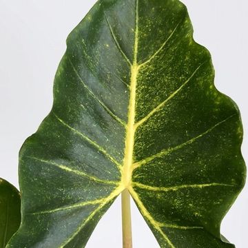 Alocasia 'New Guinea Gold'