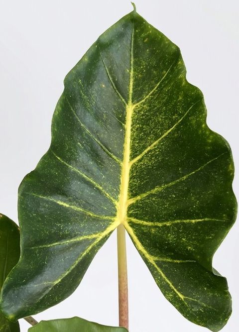 Alocasia 'New Guinea Gold'