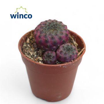 Sulcorebutia rauschii