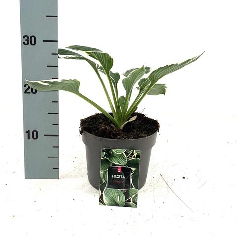 Hosta 'Francee'