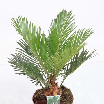 Cycas revoluta