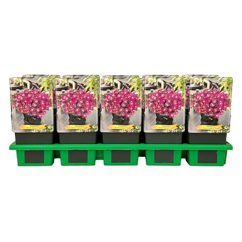 Delosperma OCEAN SUNSET VIOLET