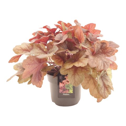 x Heucherella 'Mojito'