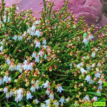 Cassiope 'Medusa'