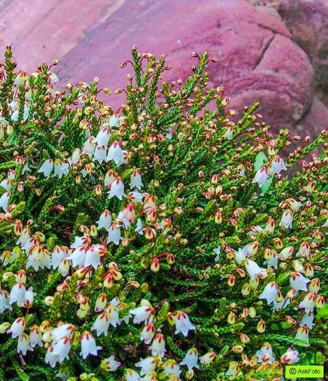 Cassiope 'Medusa'