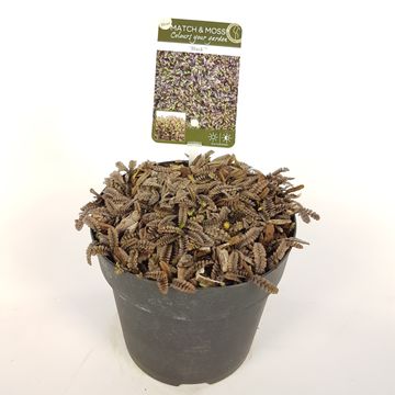 Leptinella squalida 'Platt's Black'