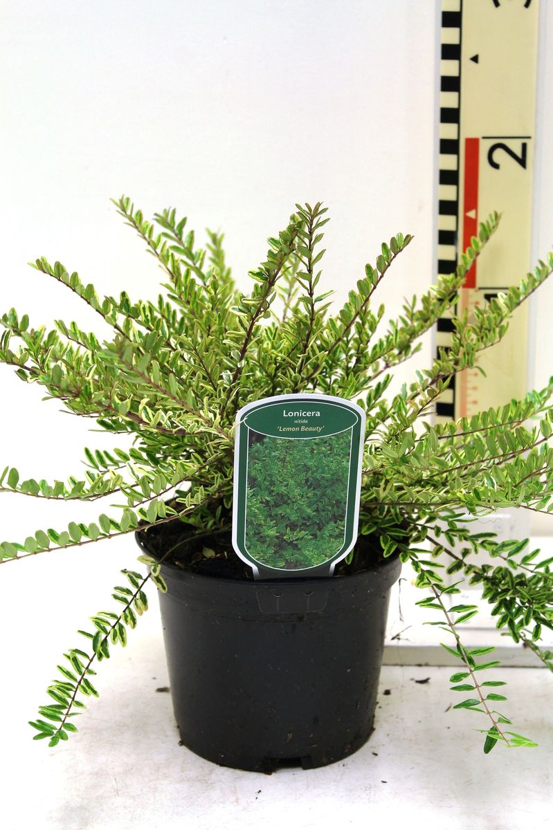 Lonicera nitida 'Lemon Beauty'  Plant Wholesale FlorAccess