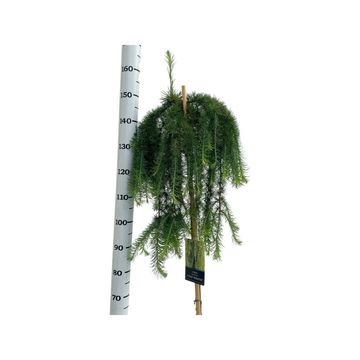 Larix kaempferi 'Stiff Weeper'