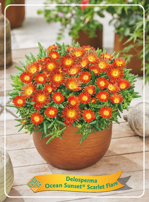 Delosperma OCEAN SUNSET SCARLET FLARE