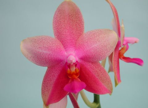 Phalaenopsis 'Liodoro'