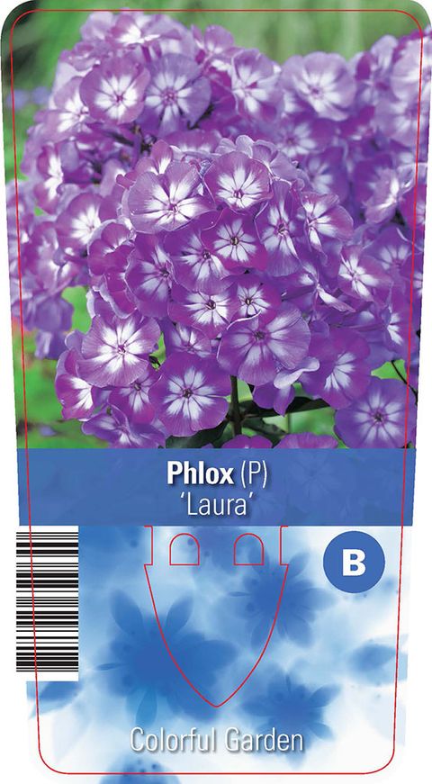 Phlox 'Лаура'