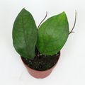 Hoya PMP176 'Joy' x 'Jennifer'