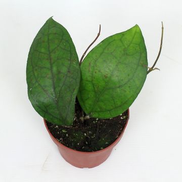 Hoya PMP176 'Joy' x 'Jennifer'