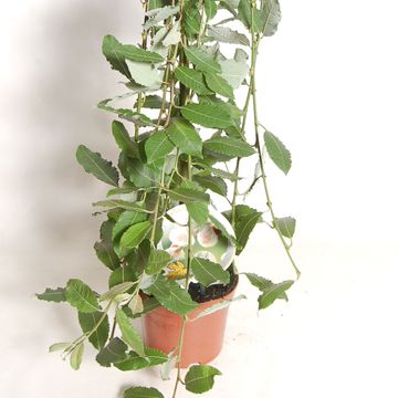 Ива caprea 'Килмарнок'