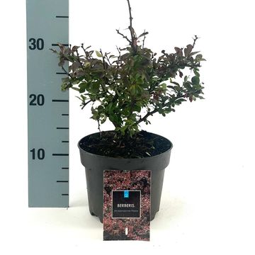 Berberis thunbergii 'Atropurpurea Nana'