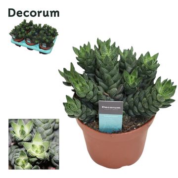 Haworthia reinwardtii