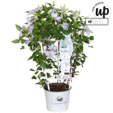 Clematis TRANQUILLITÉ