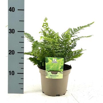 Polystichum setiferum