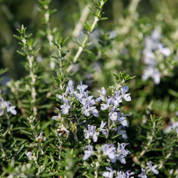 Rosmarinus officinalis 'Prostratus'