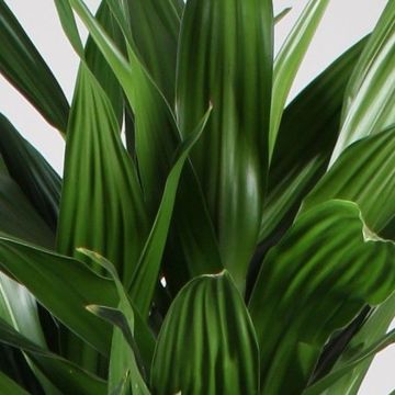 Dracaena fragrans 'Green Jewel'