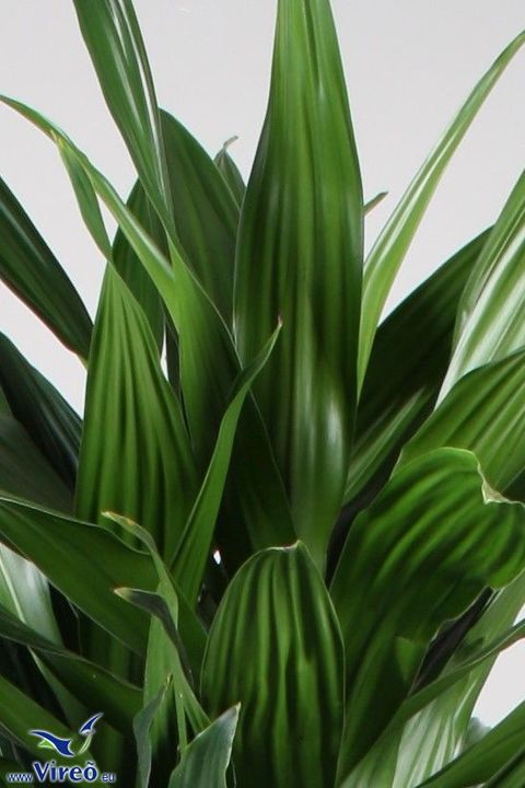 Dracaena fragrans 'Green Jewel'