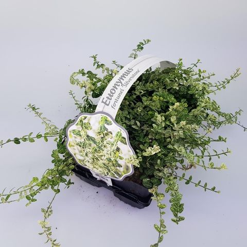 Euonymus fortunei 'Silverstone'