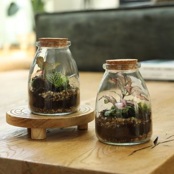Arrangement Terrarium