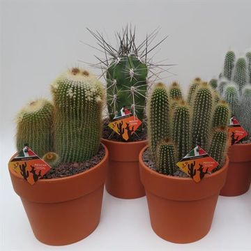 Kaktusy MIX