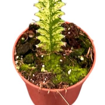 Euphorbia lactea 'Variegata'