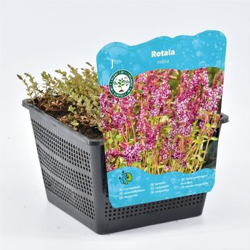 Rotala indica