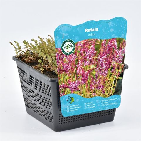 Rotala indica