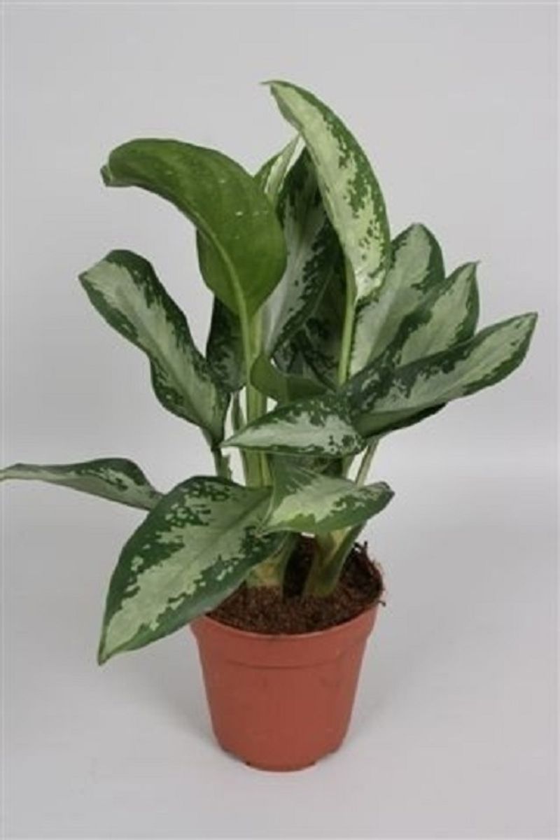 upright elephant ear plant 1 Upright Elephant Ear Bulb (7–8”) – Giant Alocasia Odora – Seed World