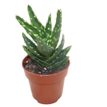 Aloe mitriformis
