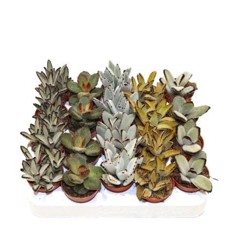 Kalanchoe tomentosa MIX