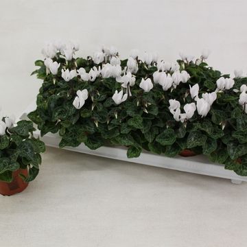 Cyclamen SUPER SERIE VERANO PURE WHITE