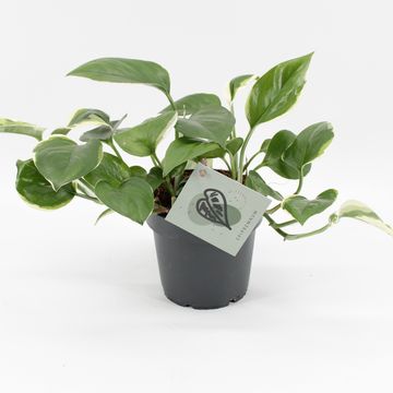 Epipremnum 'Poonsin'