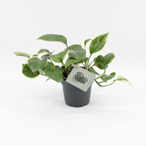 Epipremnum 'Poonsin'