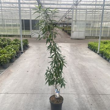 Prunus persica TAOFLORA WHITE