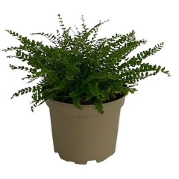 Asplenium trichomanes